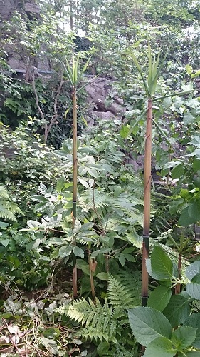 201505_forest_2.jpg
