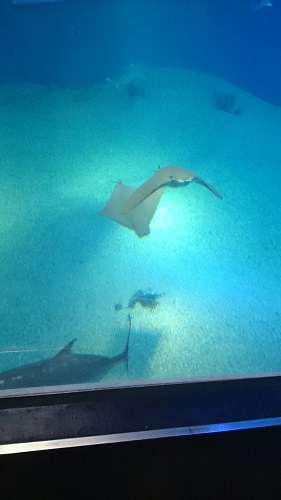 ウシバナトビエイ 恋の季節です 海遊館とつながる 海遊館