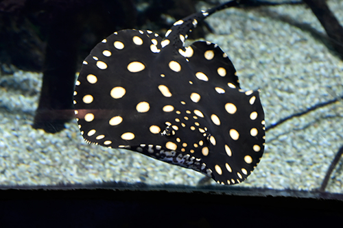 ポタモトリゴン 淡水エイ 衝撃のお腹 海遊館とつながる 海遊館