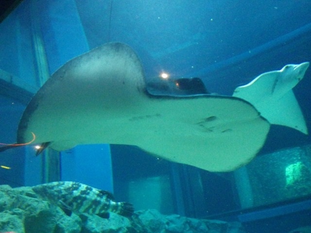 ポタモトリゴン 淡水エイ 衝撃のお腹 海遊館とつながる 海遊館