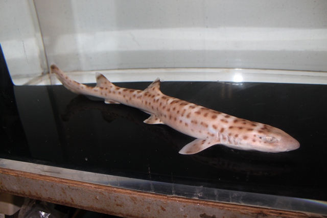 サメ親子とサンゴ礁のアクアリウム♪♪ Amazon.co.jp: BLLREMIPSUR 6個 ミニサンゴ装飾水槽、マルチカラー