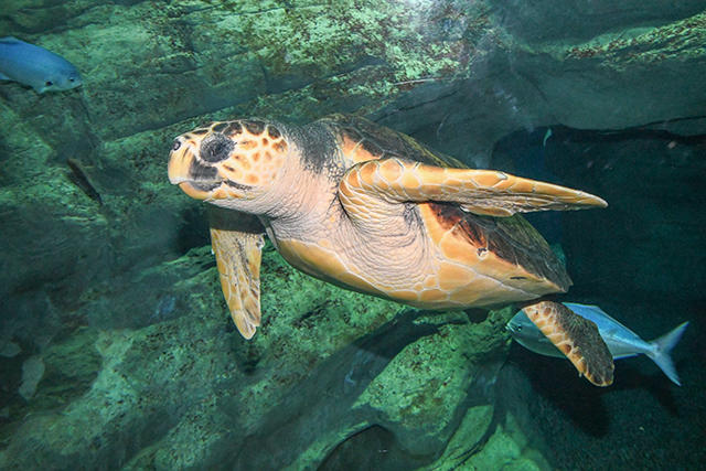 ウミガメが2種類に！｜海遊館とつながる｜海遊館