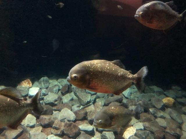 熱帯魚 海遊館とつながる 海遊館