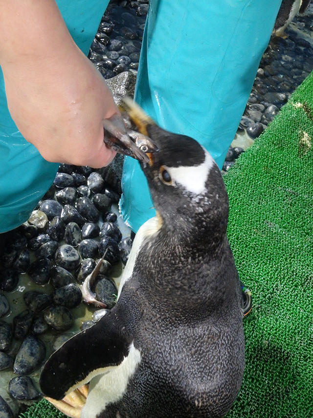ペンギンの食べ方 海遊館とつながる 海遊館