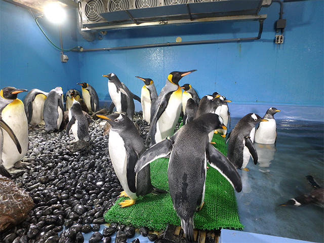 ペンギンたちは今 海遊館とつながる 海遊館