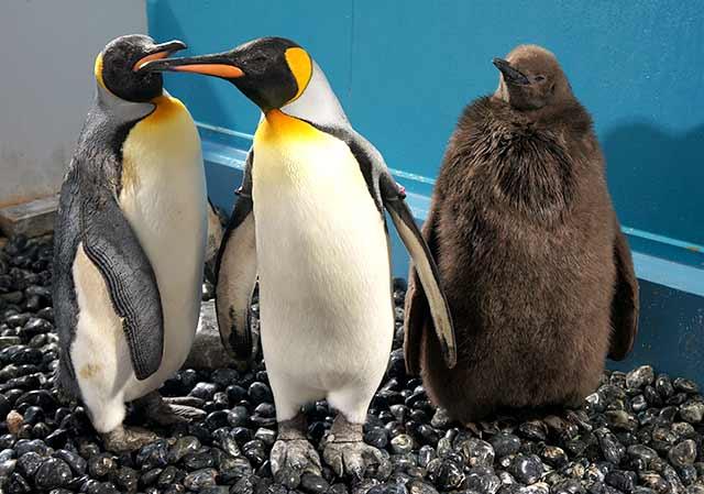 オウサマペンギンのヒナの様子 海遊館とつながる 海遊館