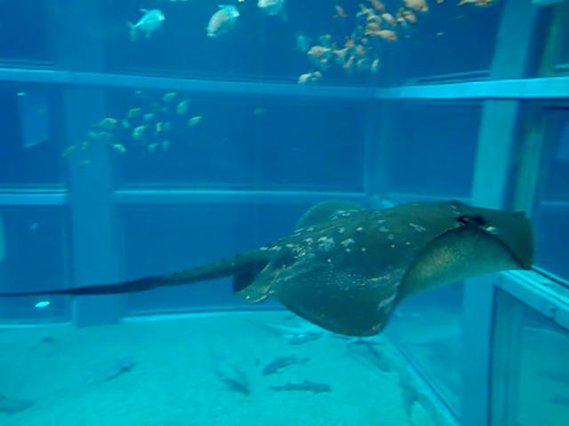 エイの毒針 海遊館とつながる 海遊館