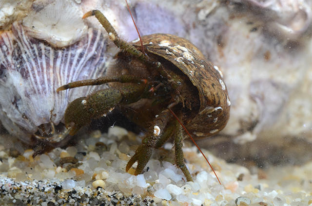 ヨモギホンヤドカリの季節です 海遊館とつながる 海遊館