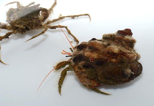 ヨモギホンヤドカリの季節です 海遊館とつながる 海遊館