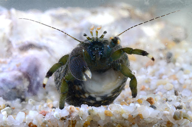 ヨモギホンヤドカリの季節です 海遊館とつながる 海遊館