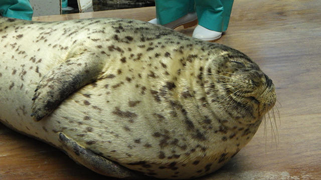 ゴマフアザラシたちの換毛期 海遊館とつながる 海遊館