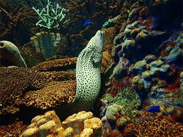ニセモノ ホンモノ 海遊館とつながる 海遊館