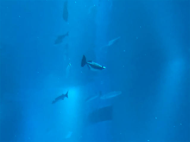 2004_koban_01.jpg