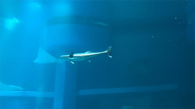2004_koban_02.jpg