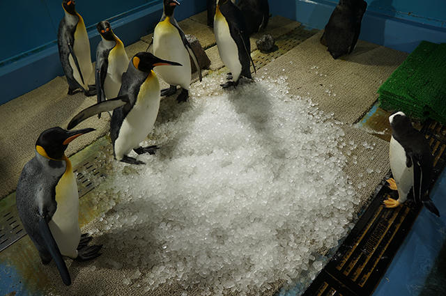 2008penguin_ice_02.jpg