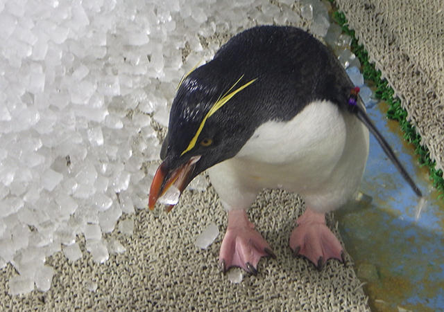 2008penguin_ice_03.jpg