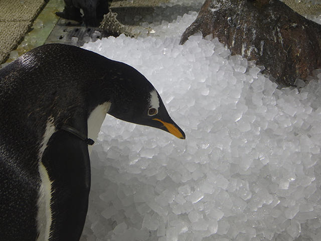 2008penguin_ice_04.jpg