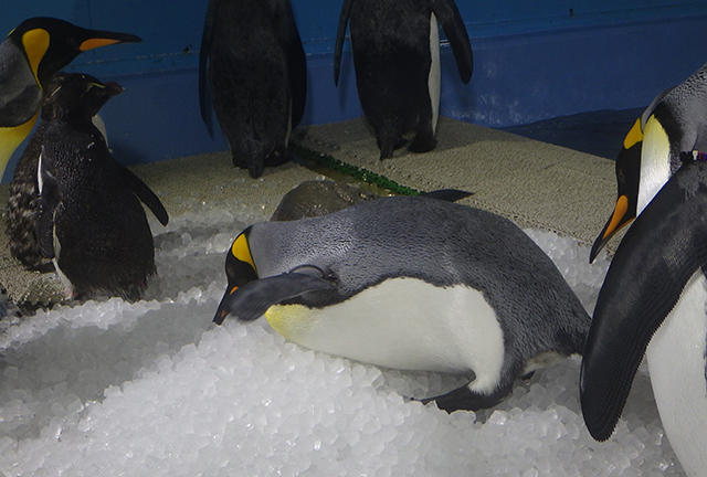 2008penguin_ice_05.jpg