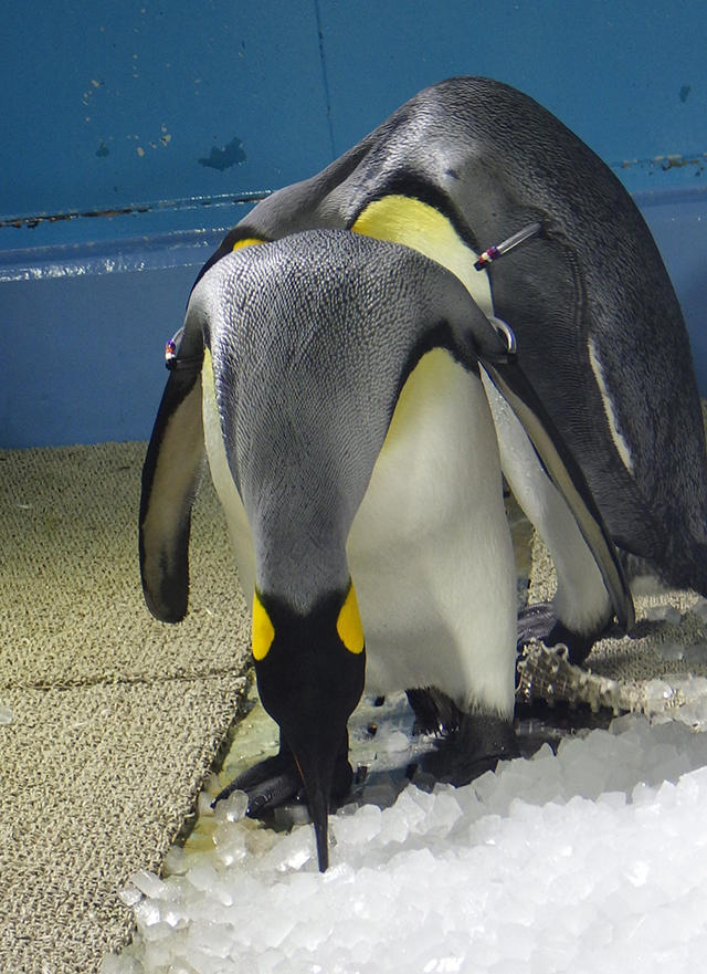 2008penguin_ice_06.jpg