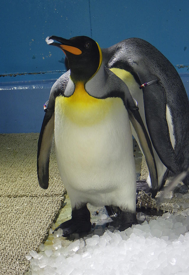 2008penguin_ice_07.jpg