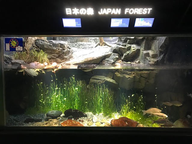 日本の森 の水草のお話 海遊館とつながる 海遊館