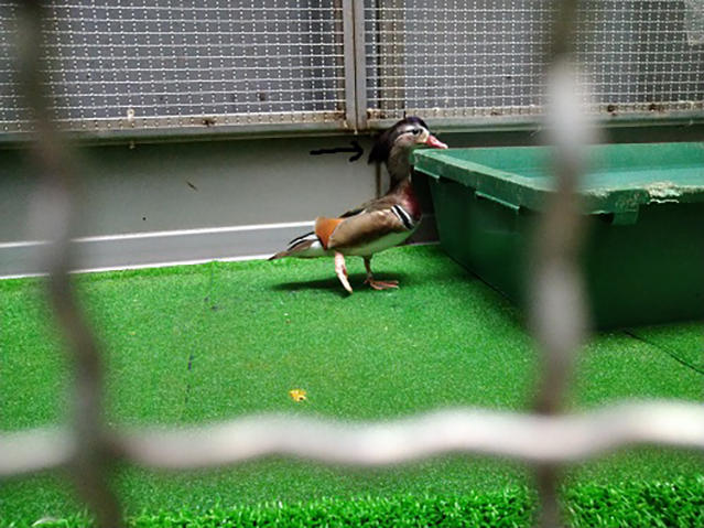 2010_oshidori_04.jpg