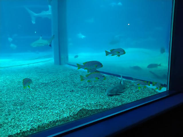 201218_ayakosyoudai_01.jpg