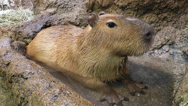 2101_capybara_1.jpg