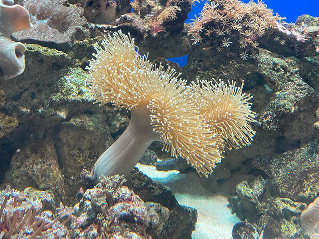 サンゴとイソギンチャクの違いって 海遊館とつながる 海遊館