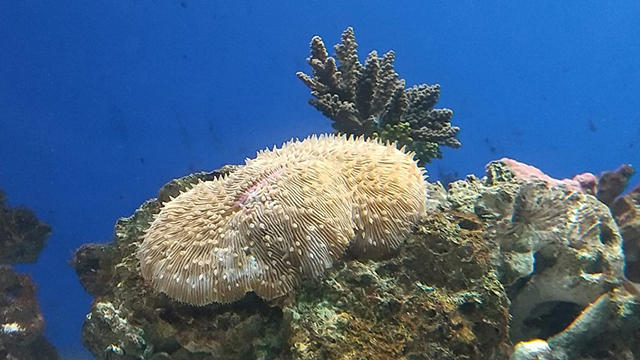 サンゴとイソギンチャクの違いって 海遊館とつながる 海遊館