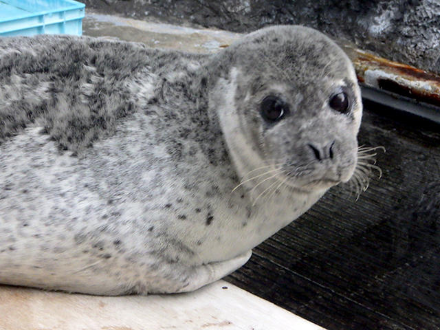 アザラシの毛の生え変わり 海遊館とつながる 海遊館 アザラシの毛の生え変わり 海遊館とつながる 海遊館