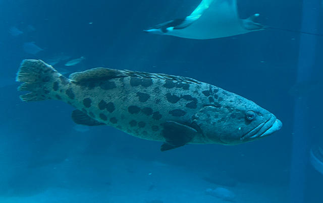 魚の気分 海遊館とつながる 海遊館