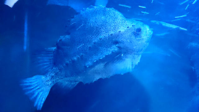 210914_rampfish.jpg