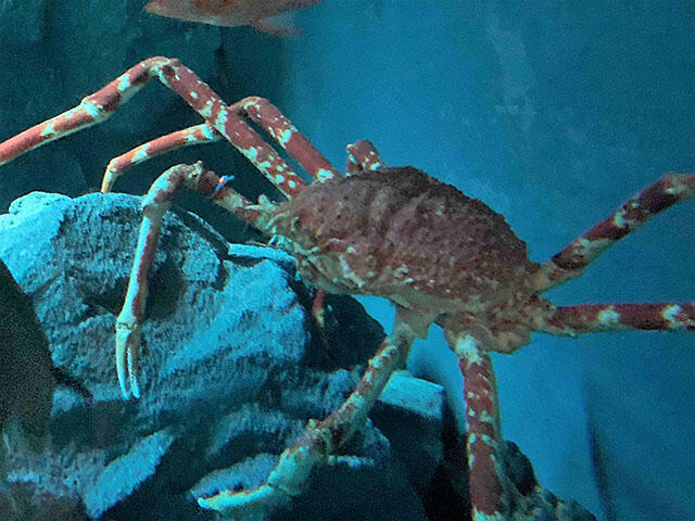 タカアシガニの名札｜海遊館とつながる｜海遊館