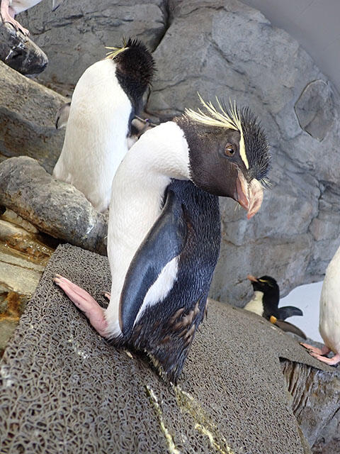 2208_penguin_molting_02.jpg