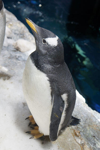 2209_gentoo03.jpg