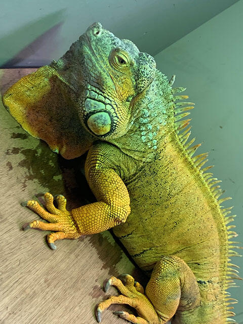 2301_iguana.jpg