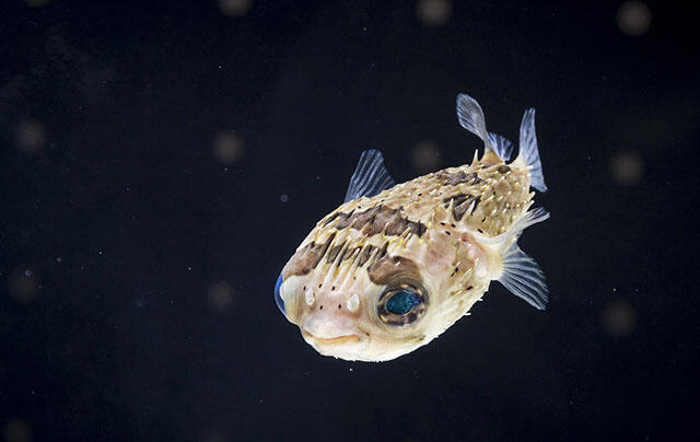 2302_fugu_08.jpg