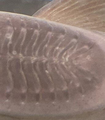 2302_iburi62_04.jpg