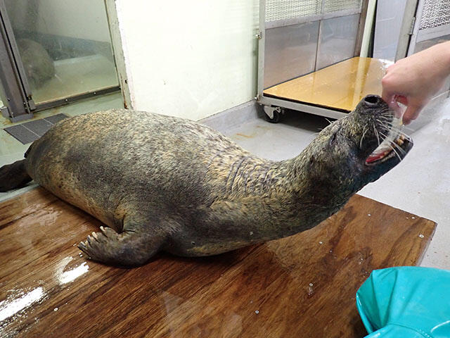 海遊館最高齢のゴマフアザラシ|海遊館とつながる|海遊館 海遊館最高齢のゴマフアザラシ|海遊館とつながる|海遊館