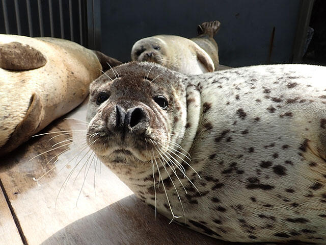 ゴマフアザラシの見分け方 2｜海遊館とつながる｜海遊館