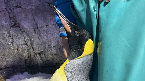 オウサマペンギン|常設展示|展示・館内紹介|海遊館 オウサマペンギン|常設展示|展示・館内紹介|海遊館