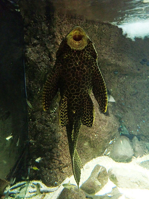 2309_pleco_3.jpg