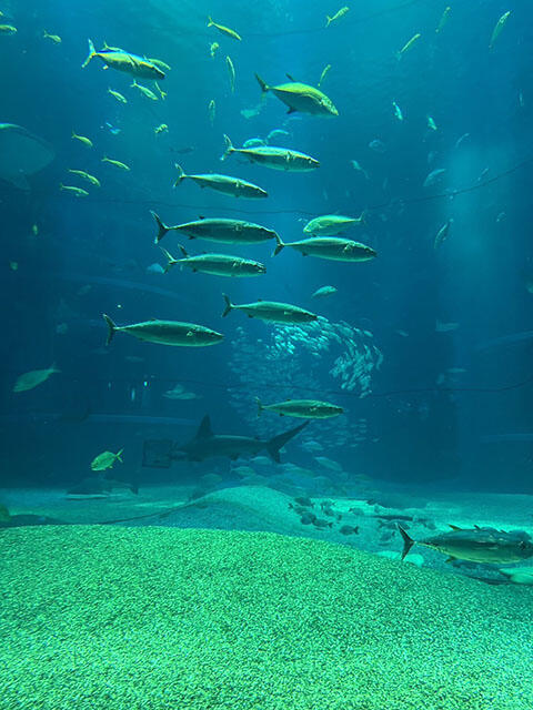 2312_hagatsuo_02.jpg