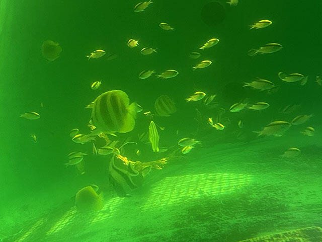 2406_cairns_03.jpg