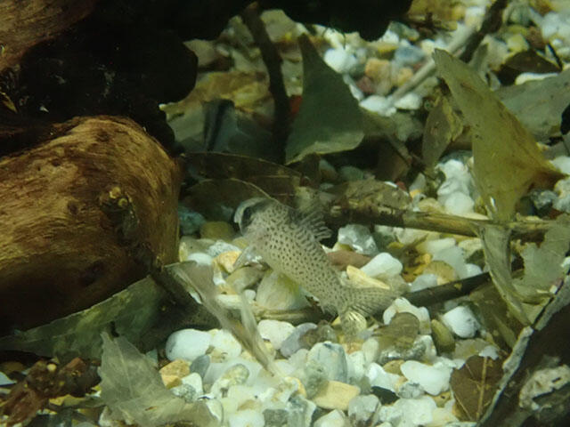 2406_mizukusa_03.jpg