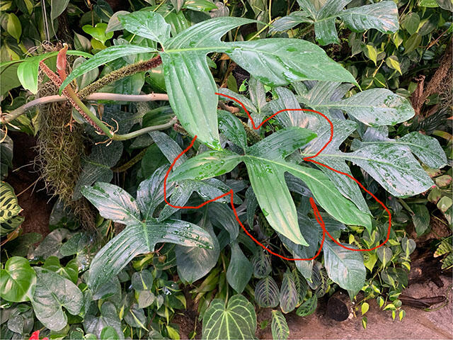 2406_philodendron_01.jpg