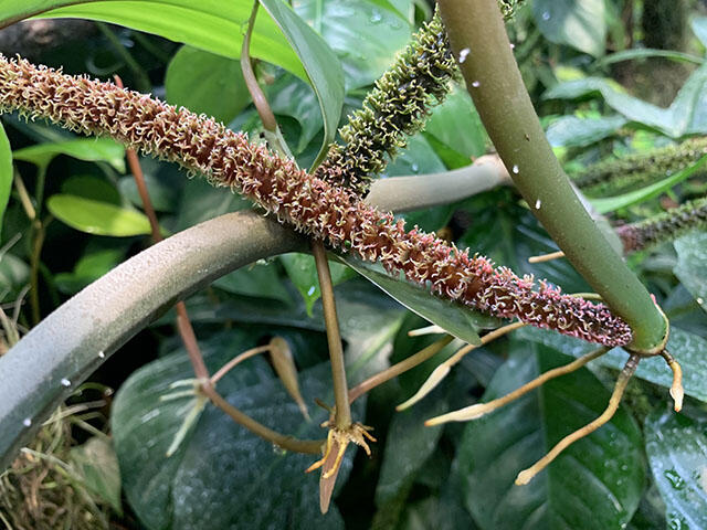 2406_philodendron_02.jpg