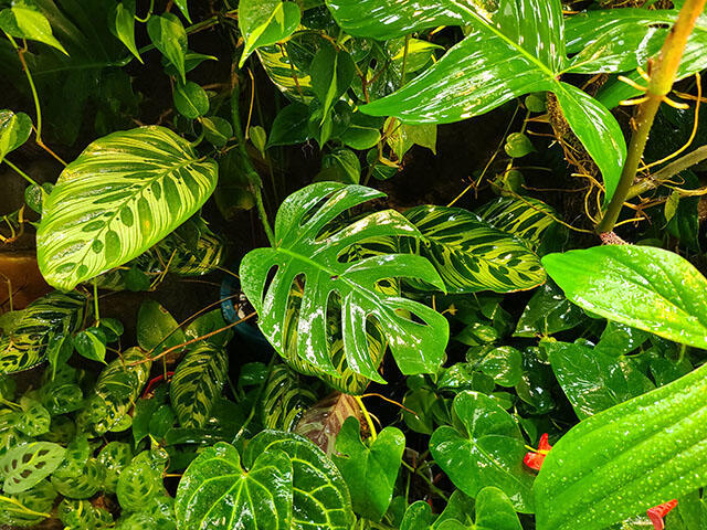 2407_monstera_01.jpg