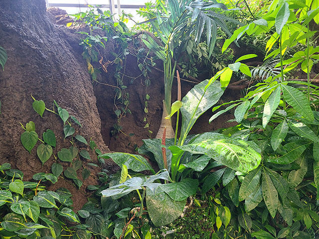 2408_anthurium_01.jpg